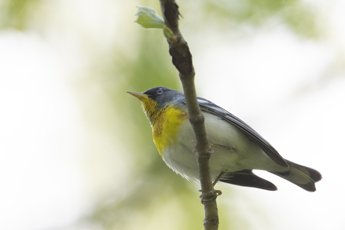 Parula Norteña - ML633783282
