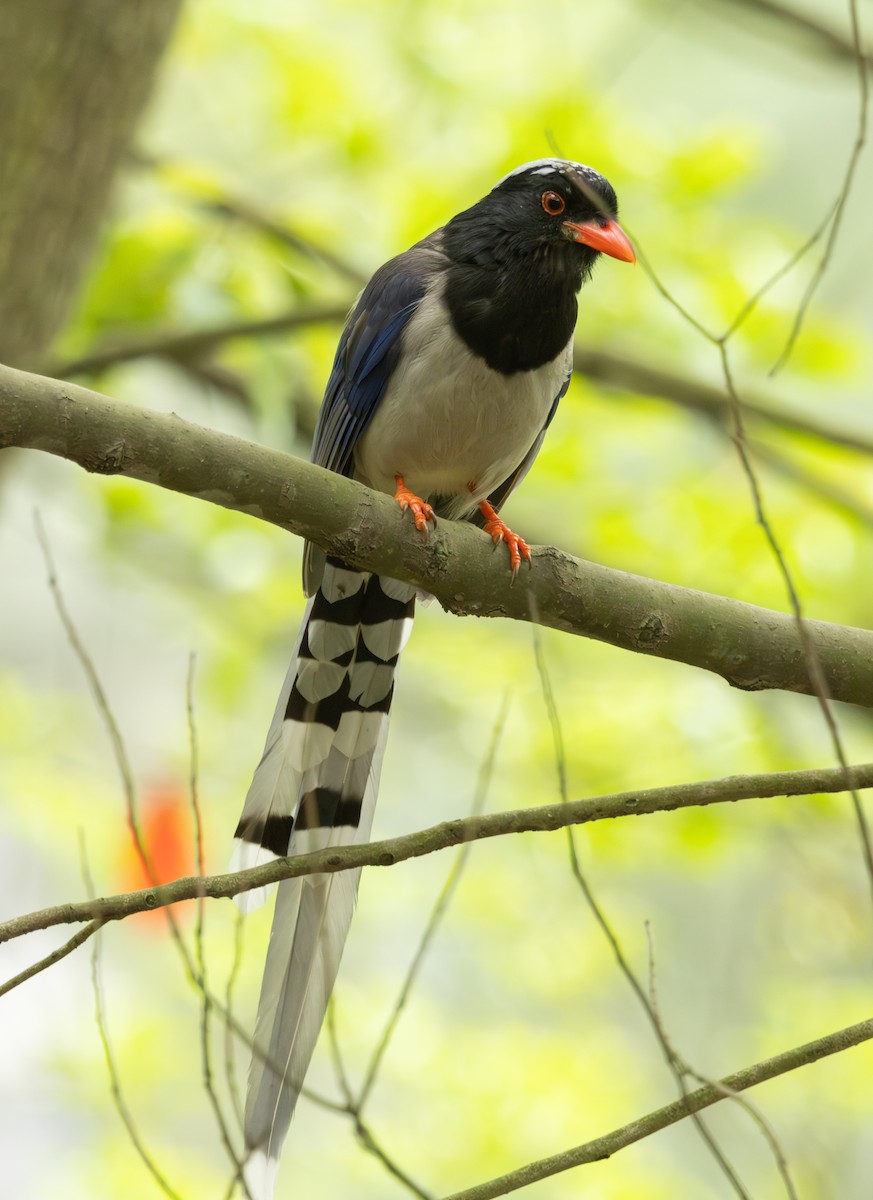 Red-billed Blue-Magpie - ML633783620