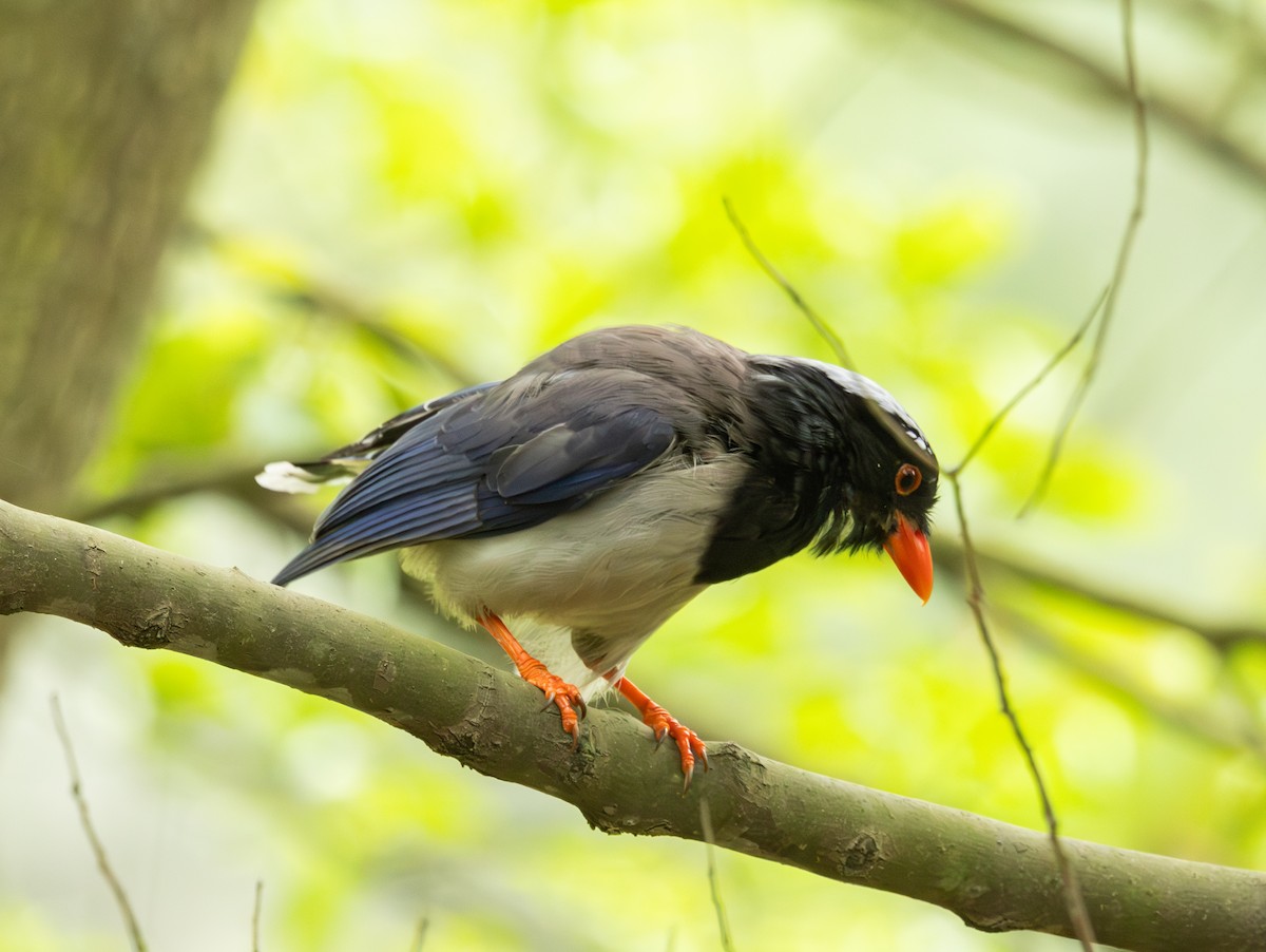 Red-billed Blue-Magpie - ML633783637