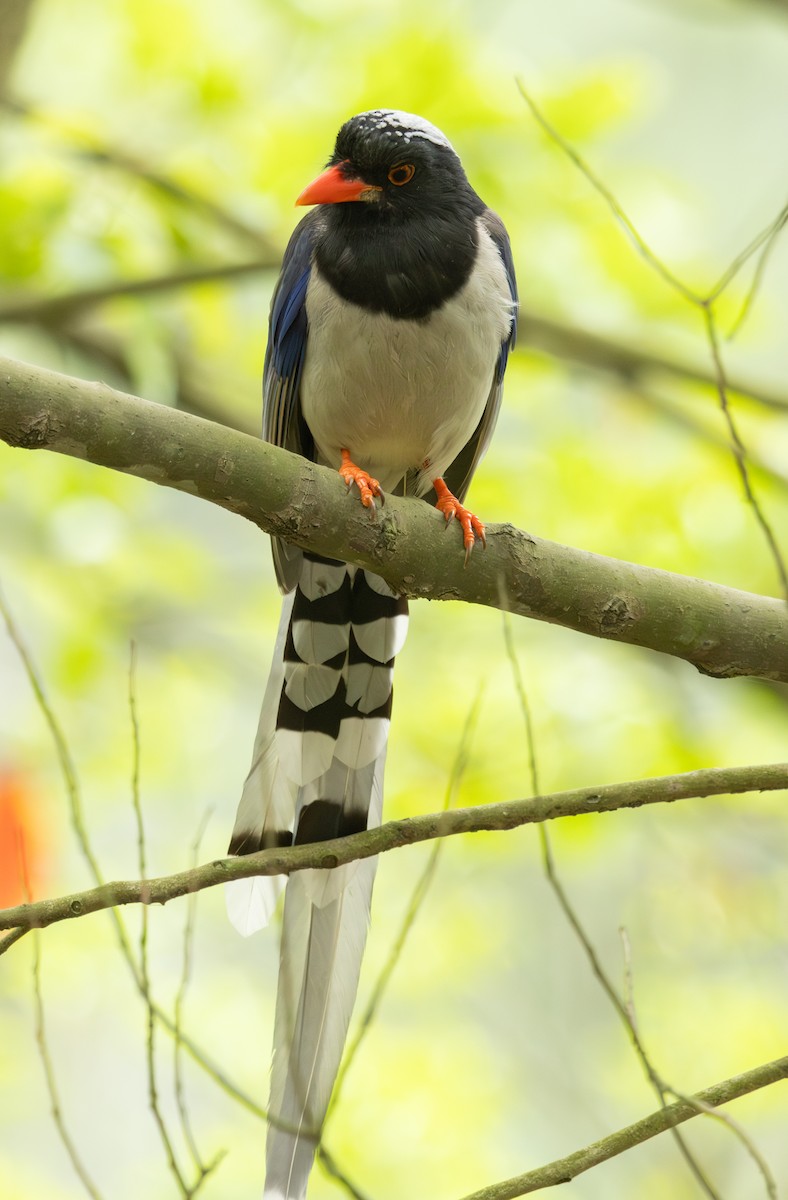Red-billed Blue-Magpie - ML633783642