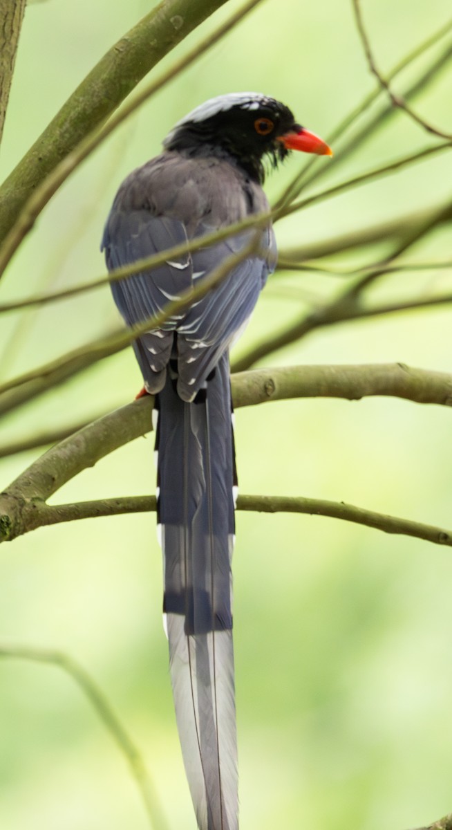 Red-billed Blue-Magpie - ML633783657