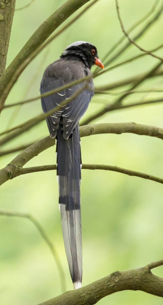 Red-billed Blue-Magpie - ML633783670