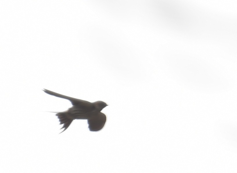 Eastern Red-rumped Swallow (Striated) - ML633783763