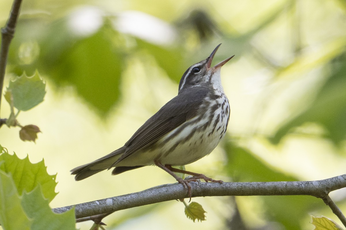 Louisiana Waterthrush - ML633783774