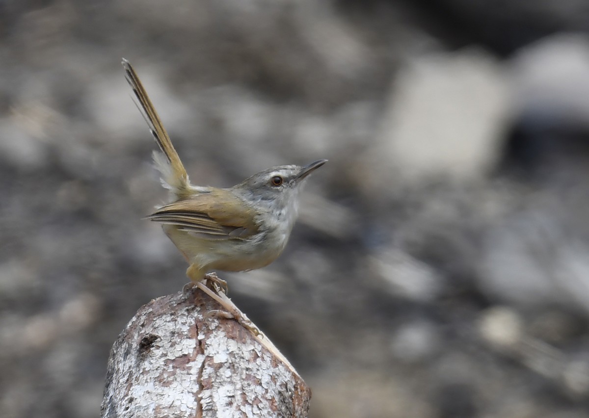 Rufescent Prinia - ML633783776