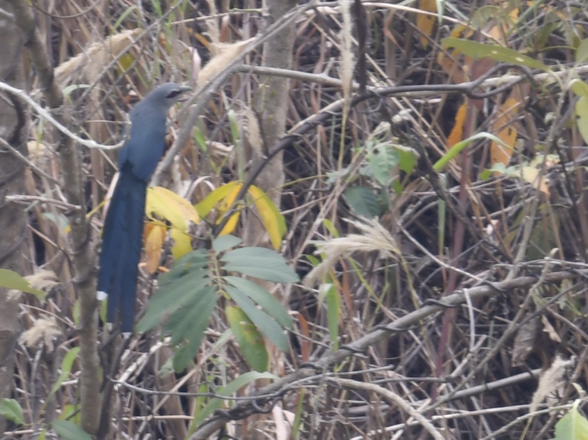 Green-billed Malkoha - ML633783781