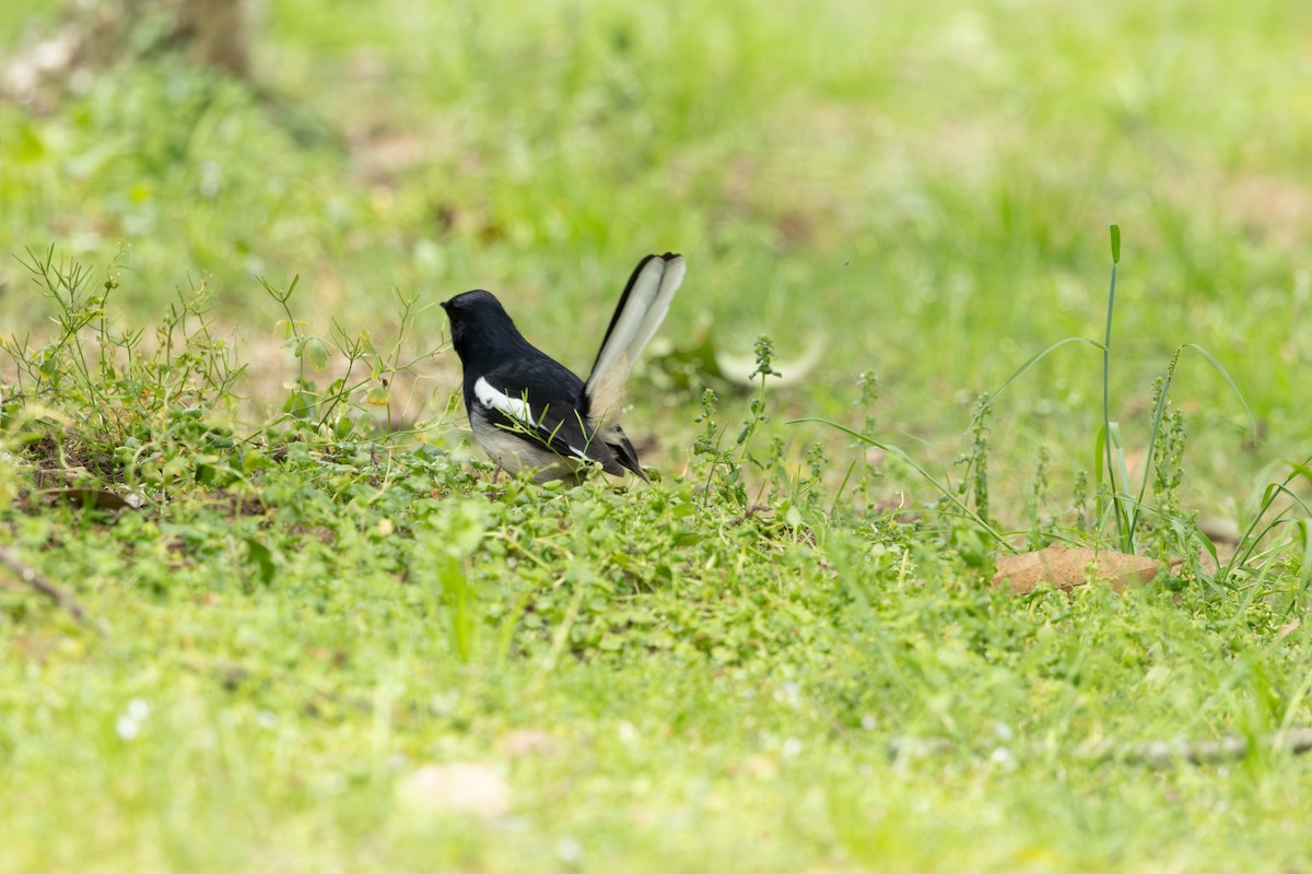 Oriental Magpie - ML633783791