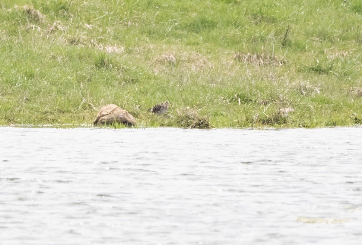 Wilson's Snipe - ML633783834