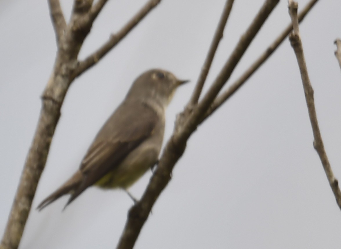 Dark-sided Flycatcher - ML633783857