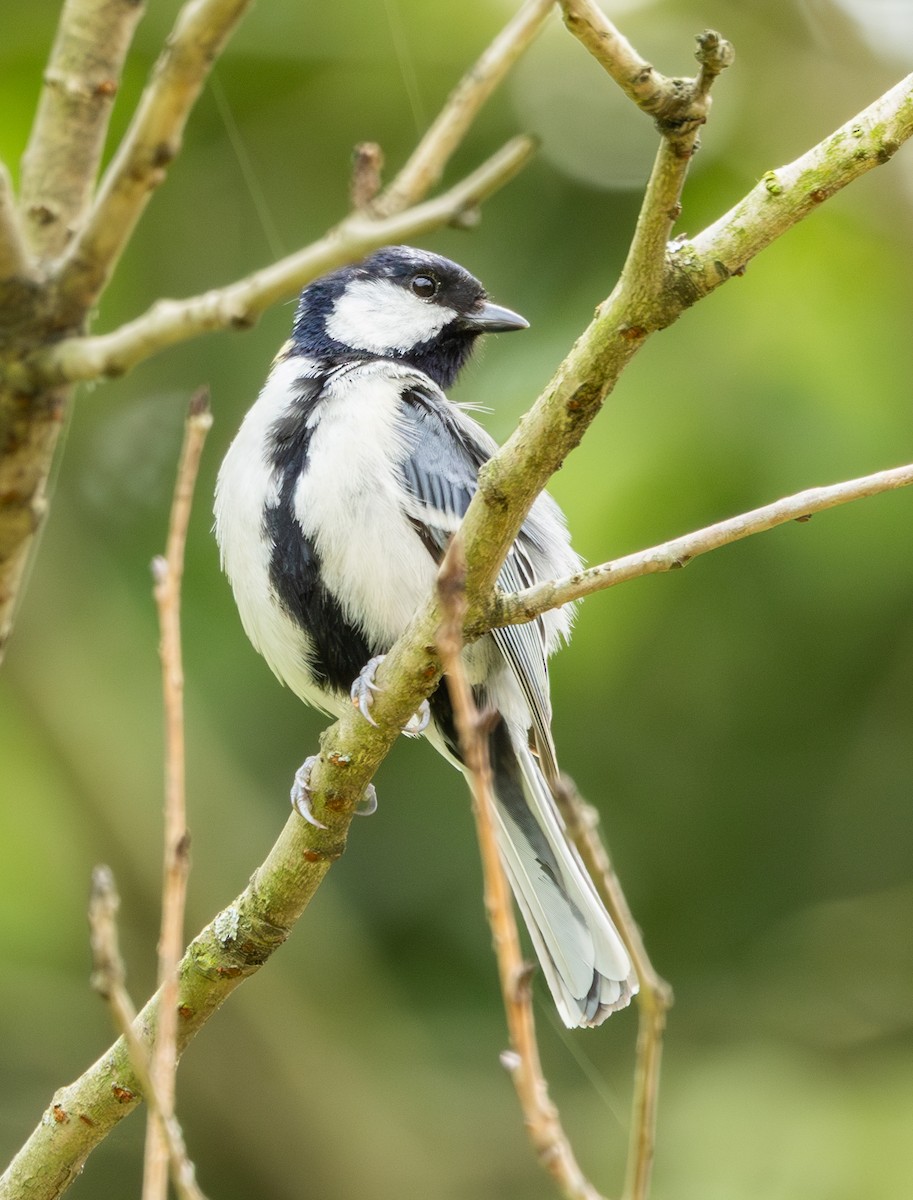 Asian Tit - ML633783861