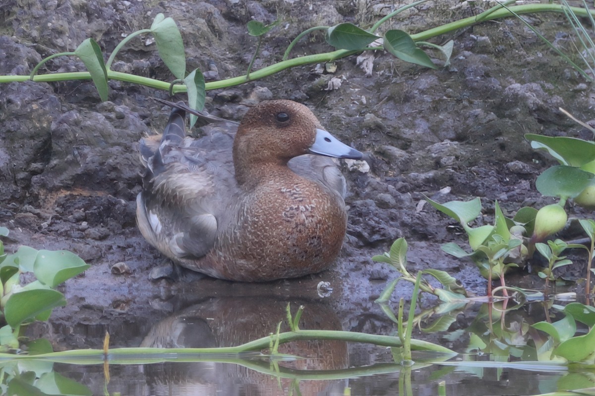 Ahate txistulari eurasiarra - ML633783864