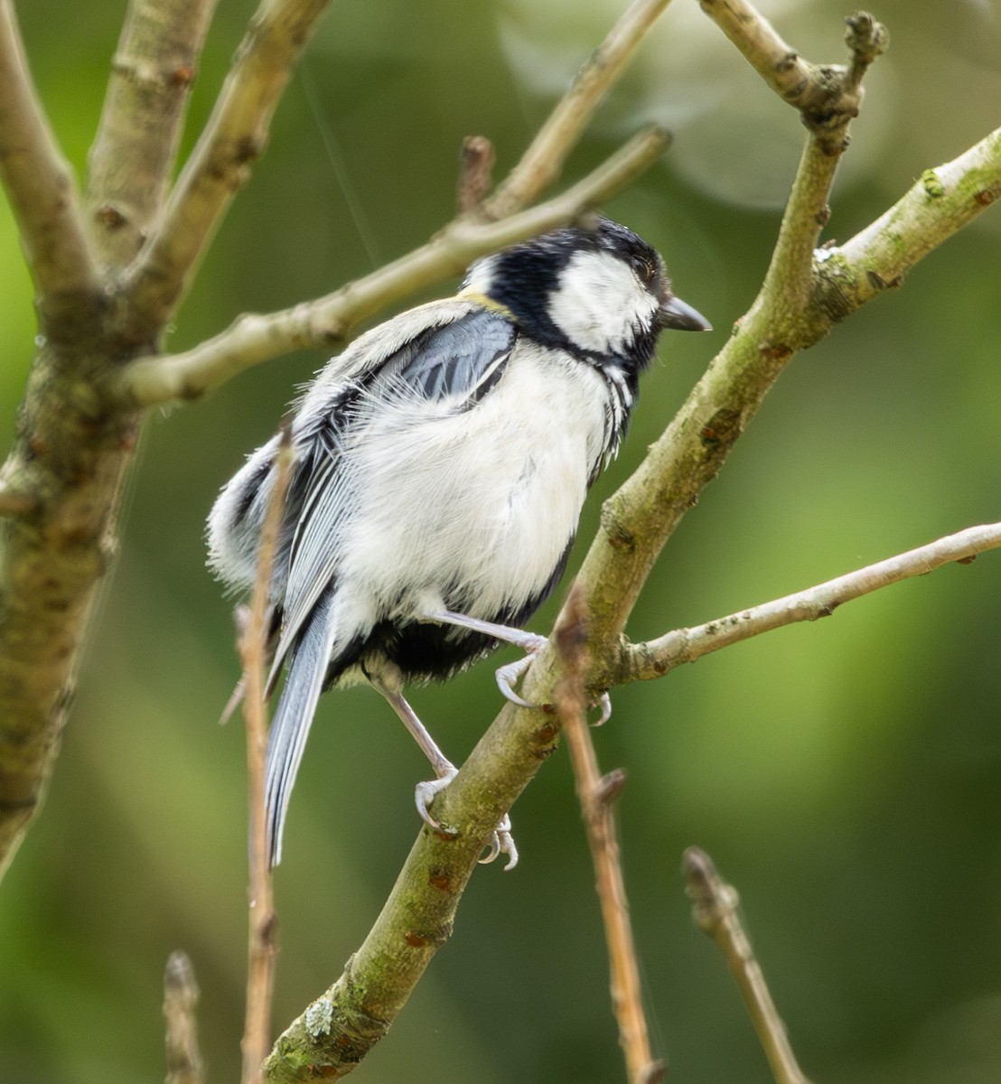 Asian Tit - ML633783871