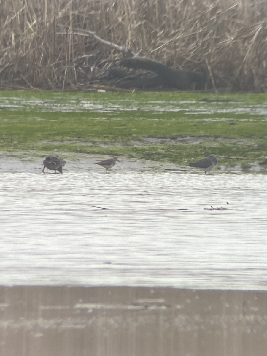 Pectoral Sandpiper - ML633783909