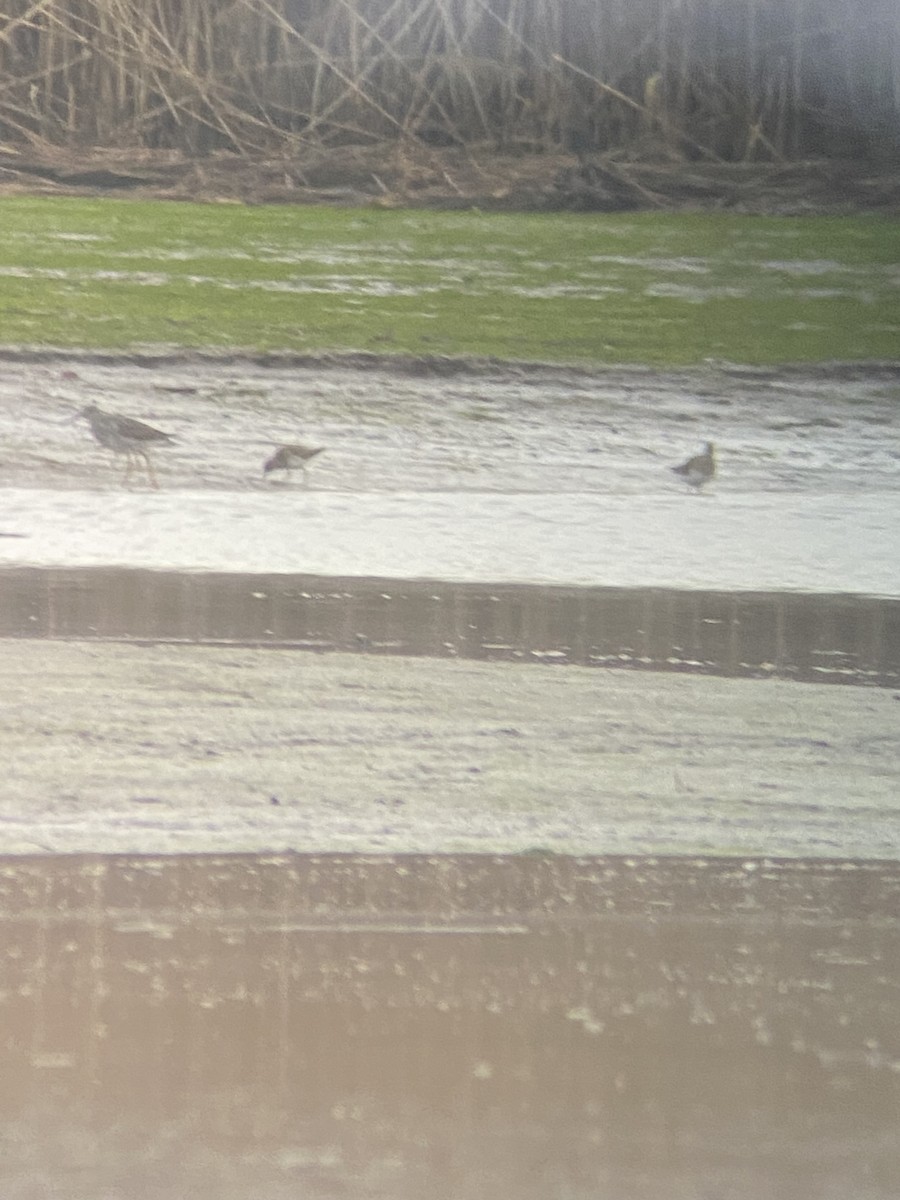 Pectoral Sandpiper - ML633783910