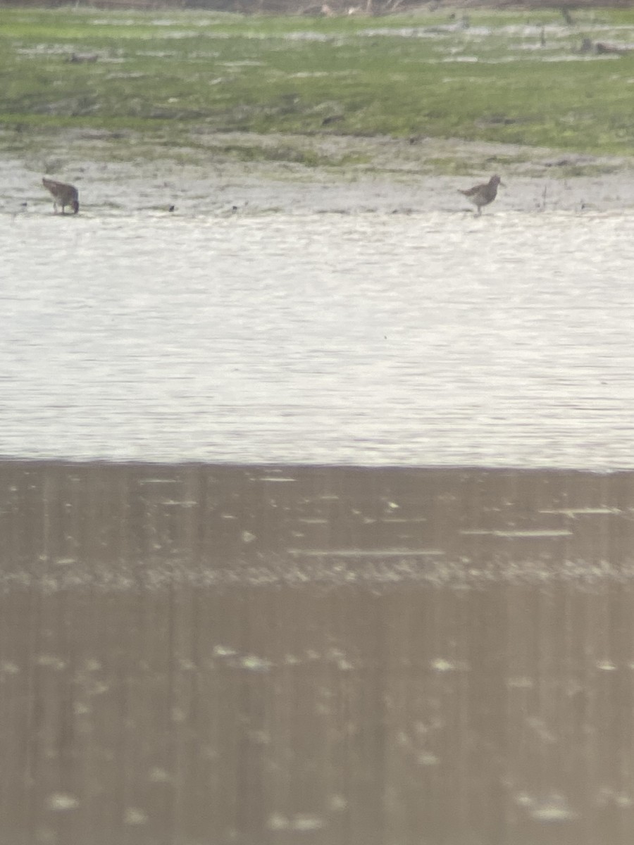 Pectoral Sandpiper - ML633783911