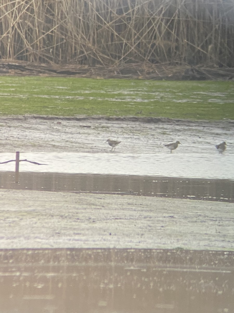 Pectoral Sandpiper - ML633783912