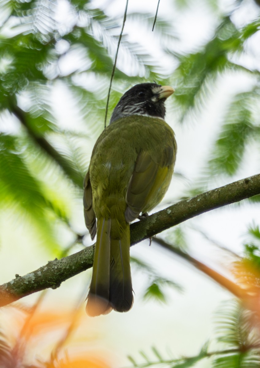Collared Finchbill - ML633783927