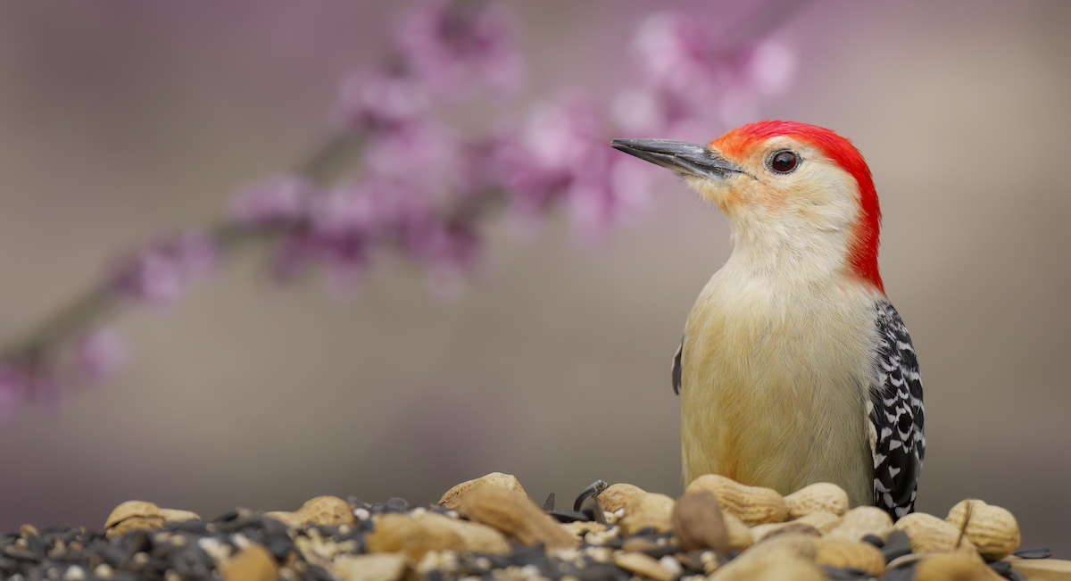 Red-bellied Woodpecker - Zachary Vaughan