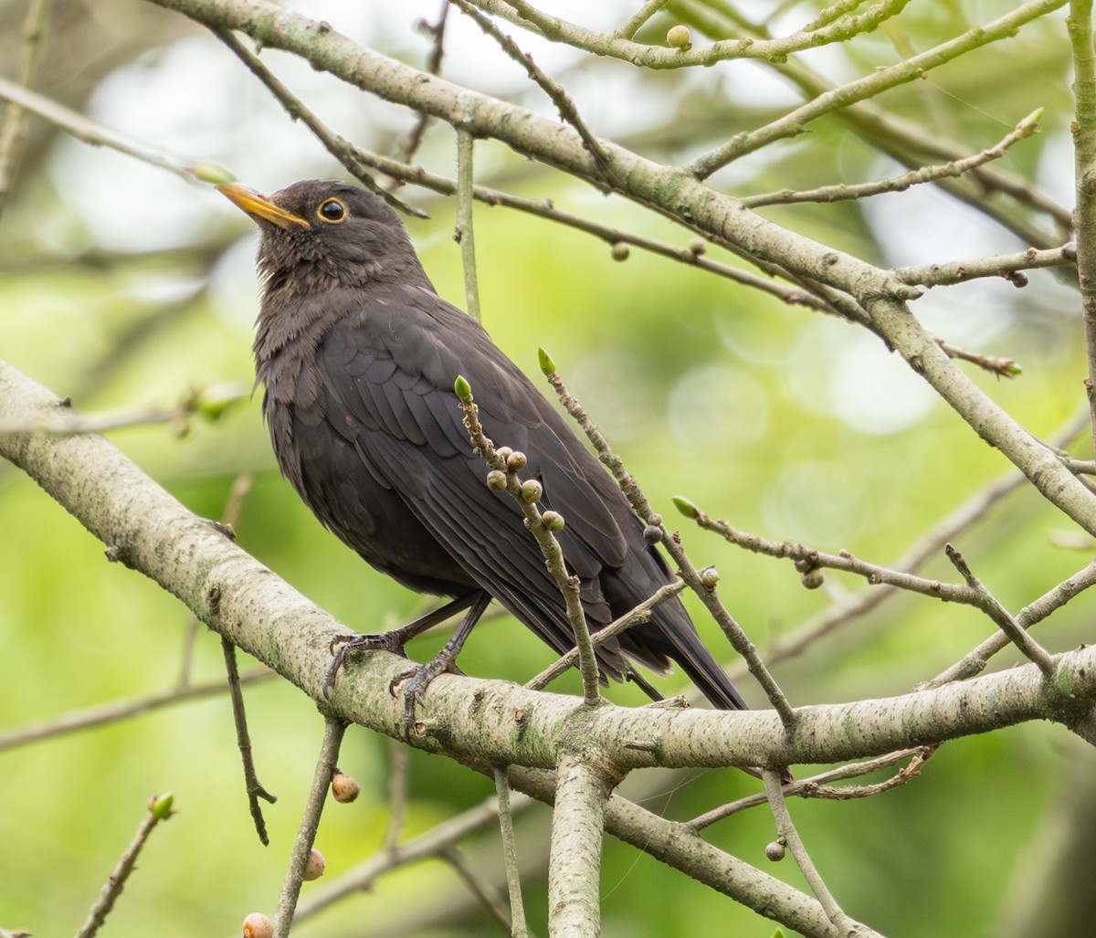 Chinese Blackbird - ML633783967
