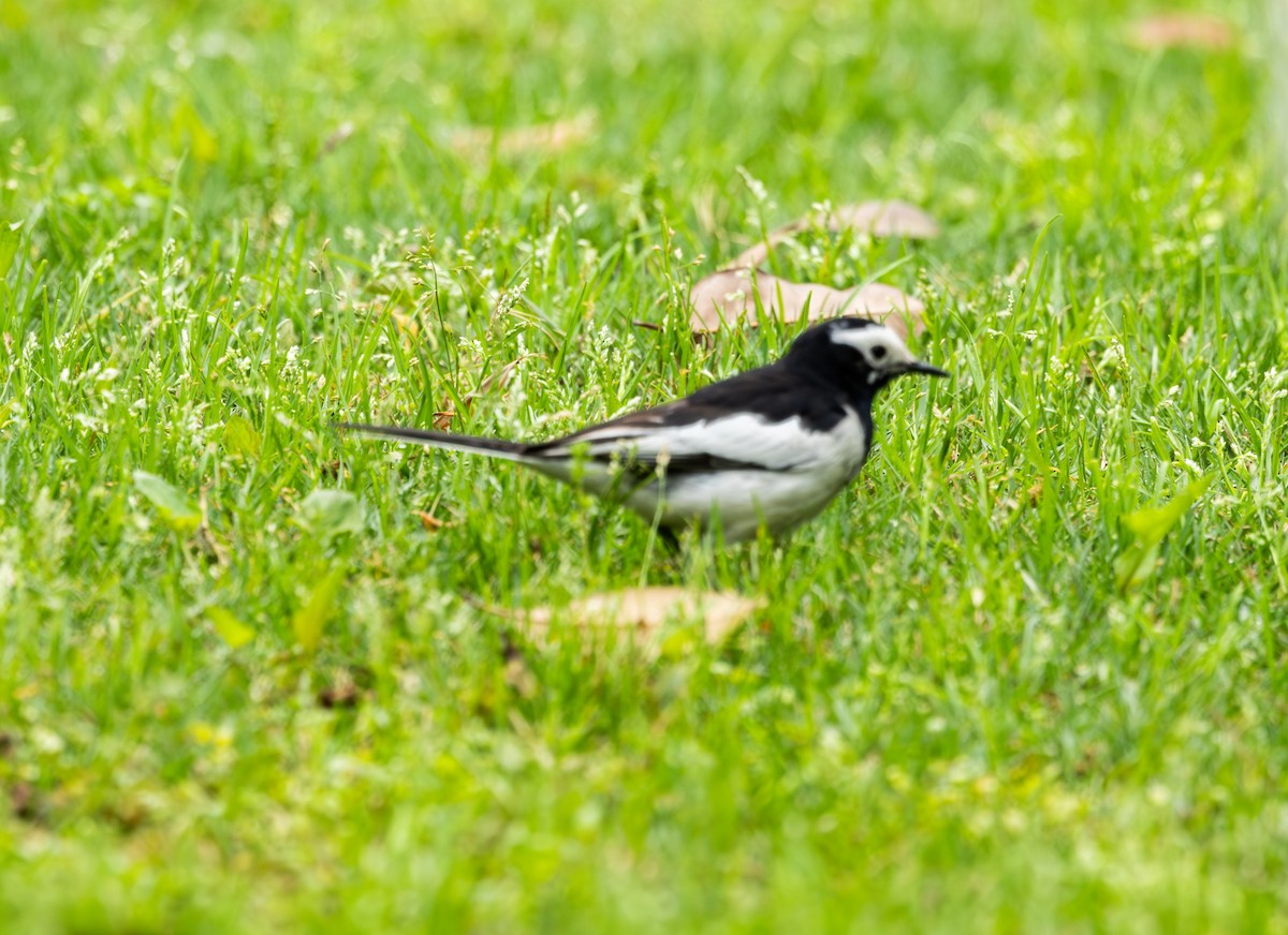 White Wagtail - ML633783989