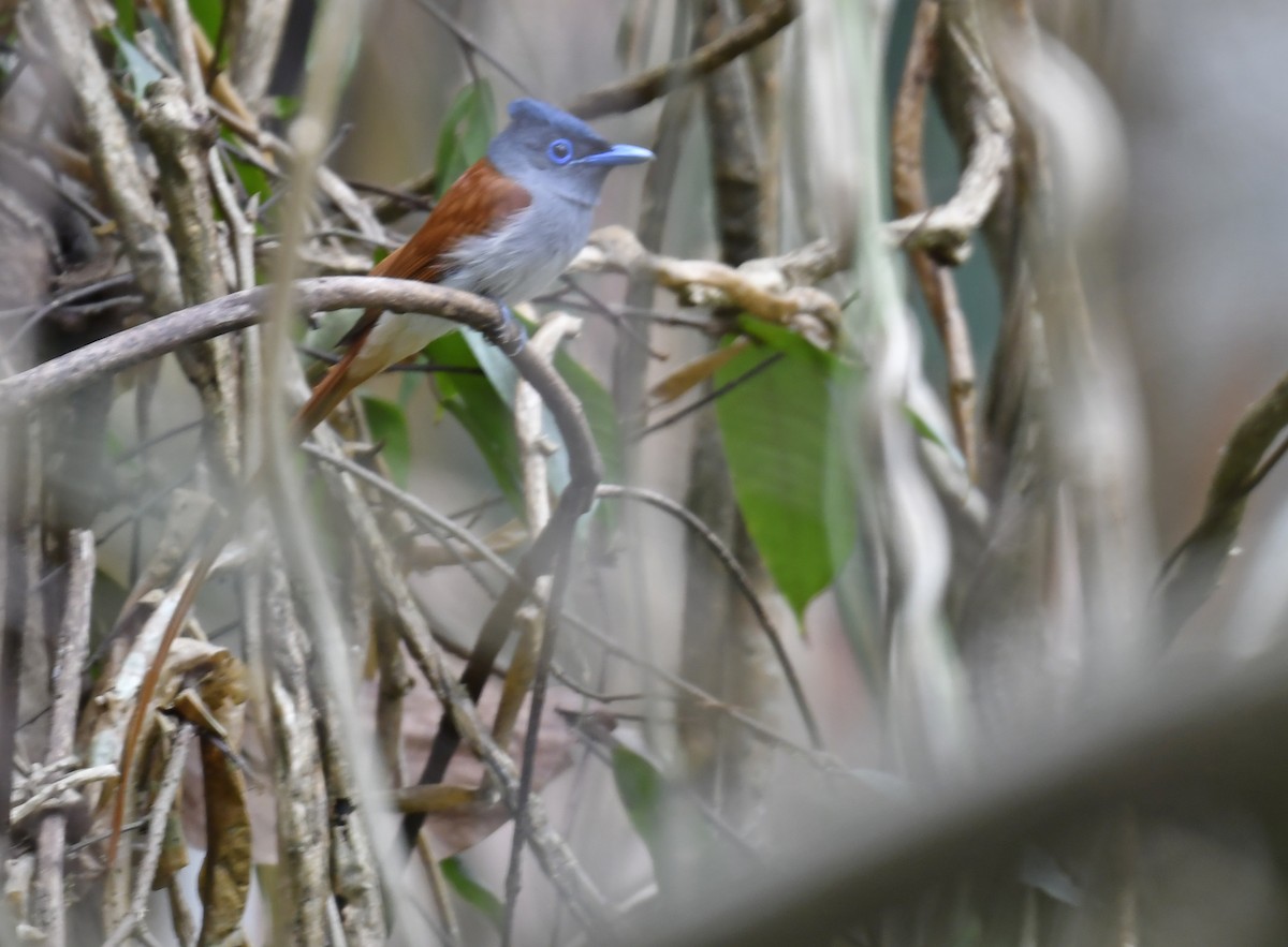 Blyth's Paradise-Flycatcher - ML633784031