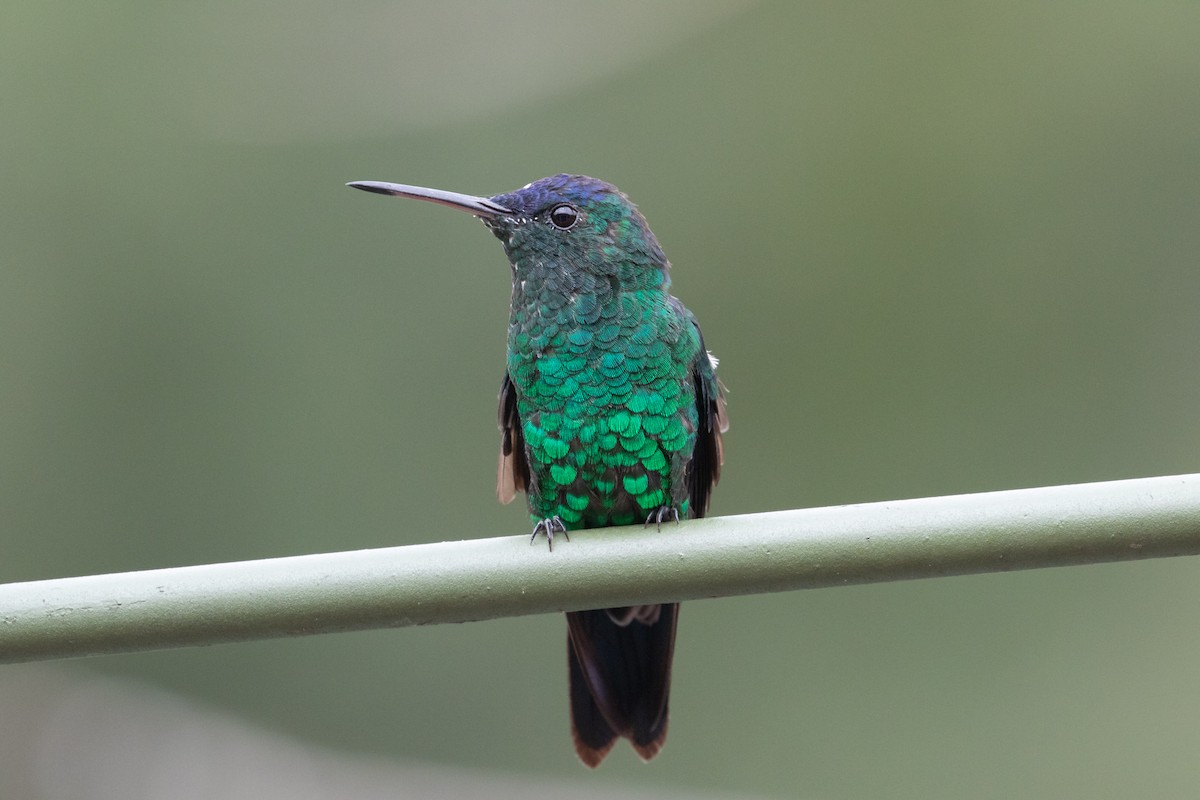 Indigo-capped Hummingbird - ML633784240