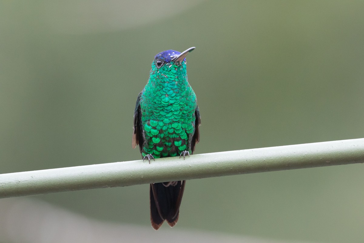 Indigo-capped Hummingbird - ML633784241