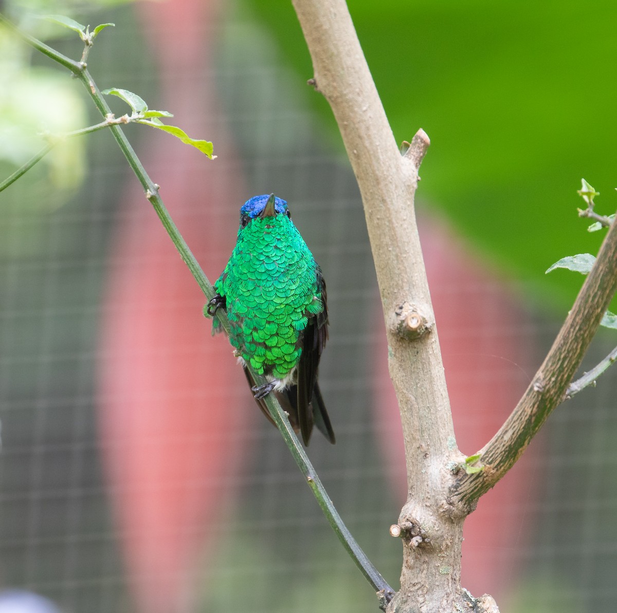 Indigo-capped Hummingbird - ML633784242