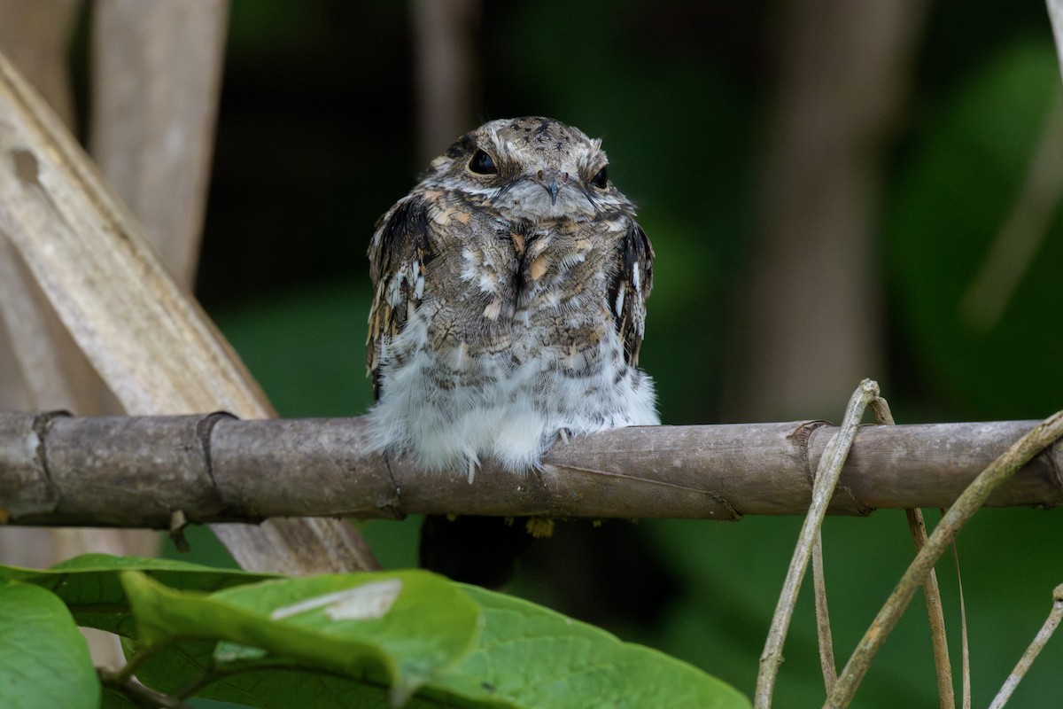 Ladder-tailed Nightjar - ML633784344