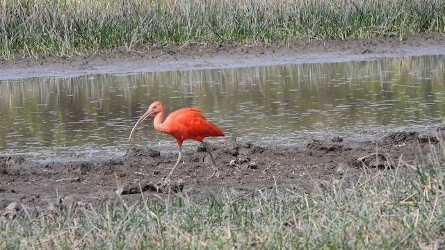 Scarlet Ibis - ML633784354