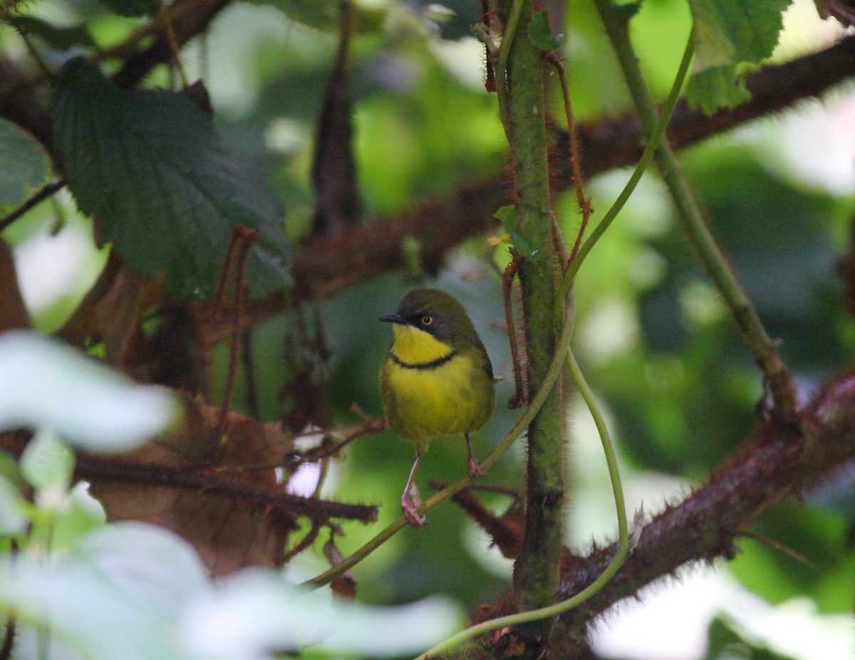 Yellow-throated Apalis - ML633784655
