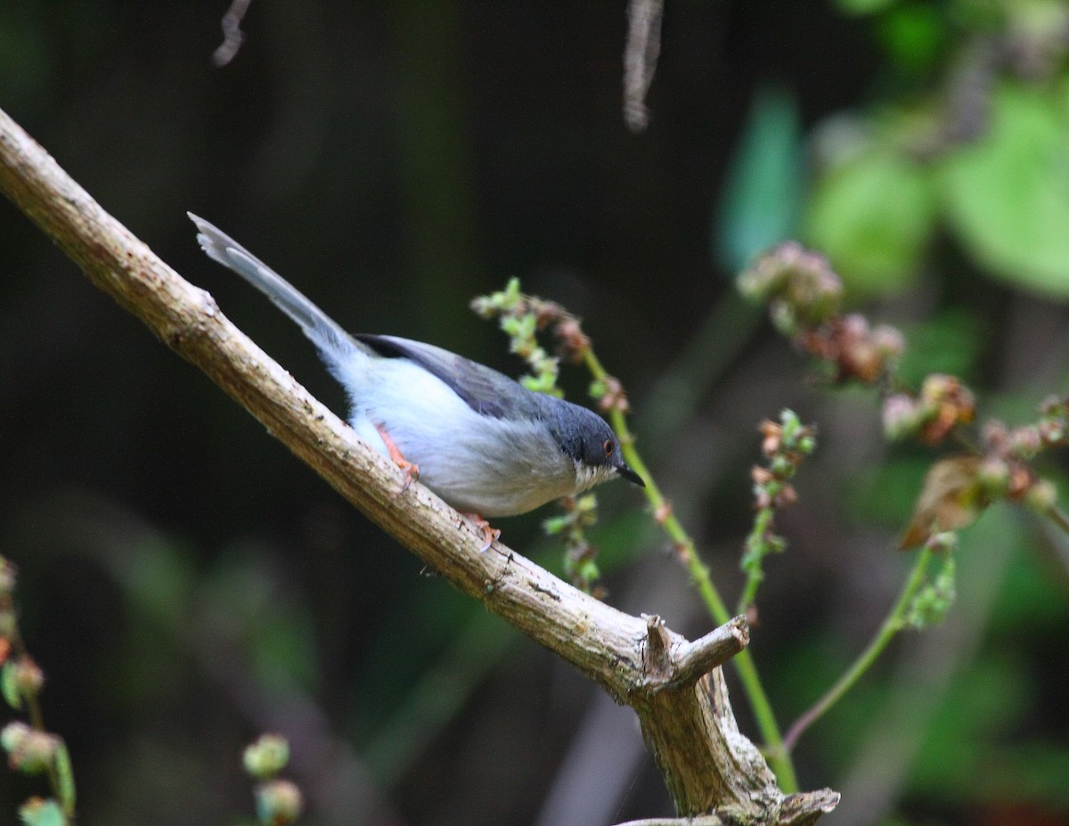 Black-headed Apalis - ML633784700