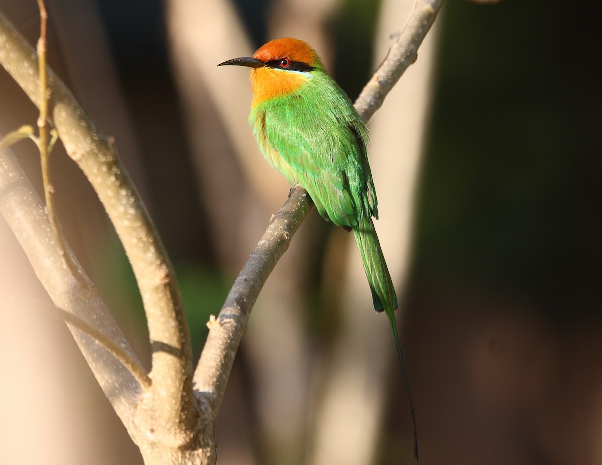 Böhm's Bee-eater - ML633784753
