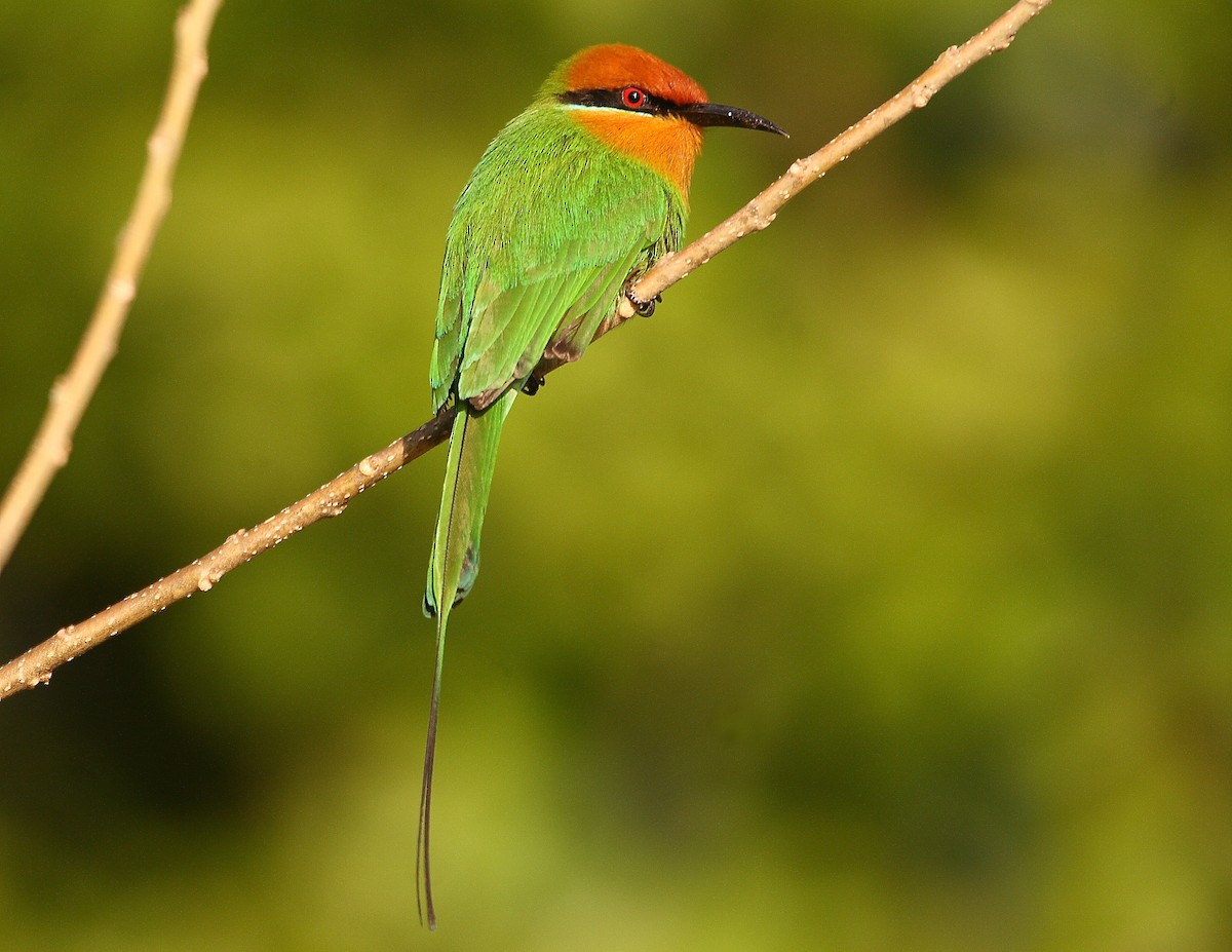 Böhm's Bee-eater - ML633784761