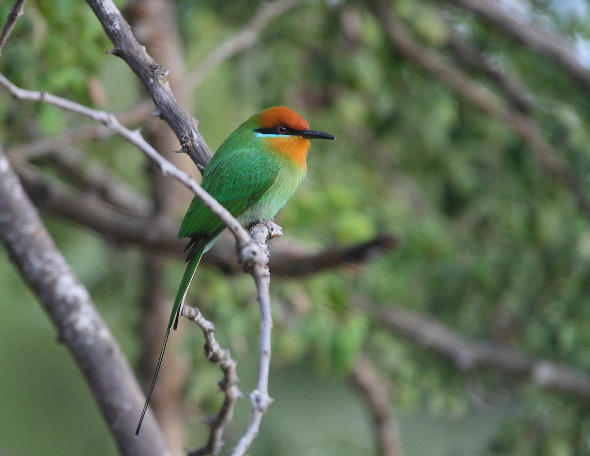 Böhm's Bee-eater - ML633784765