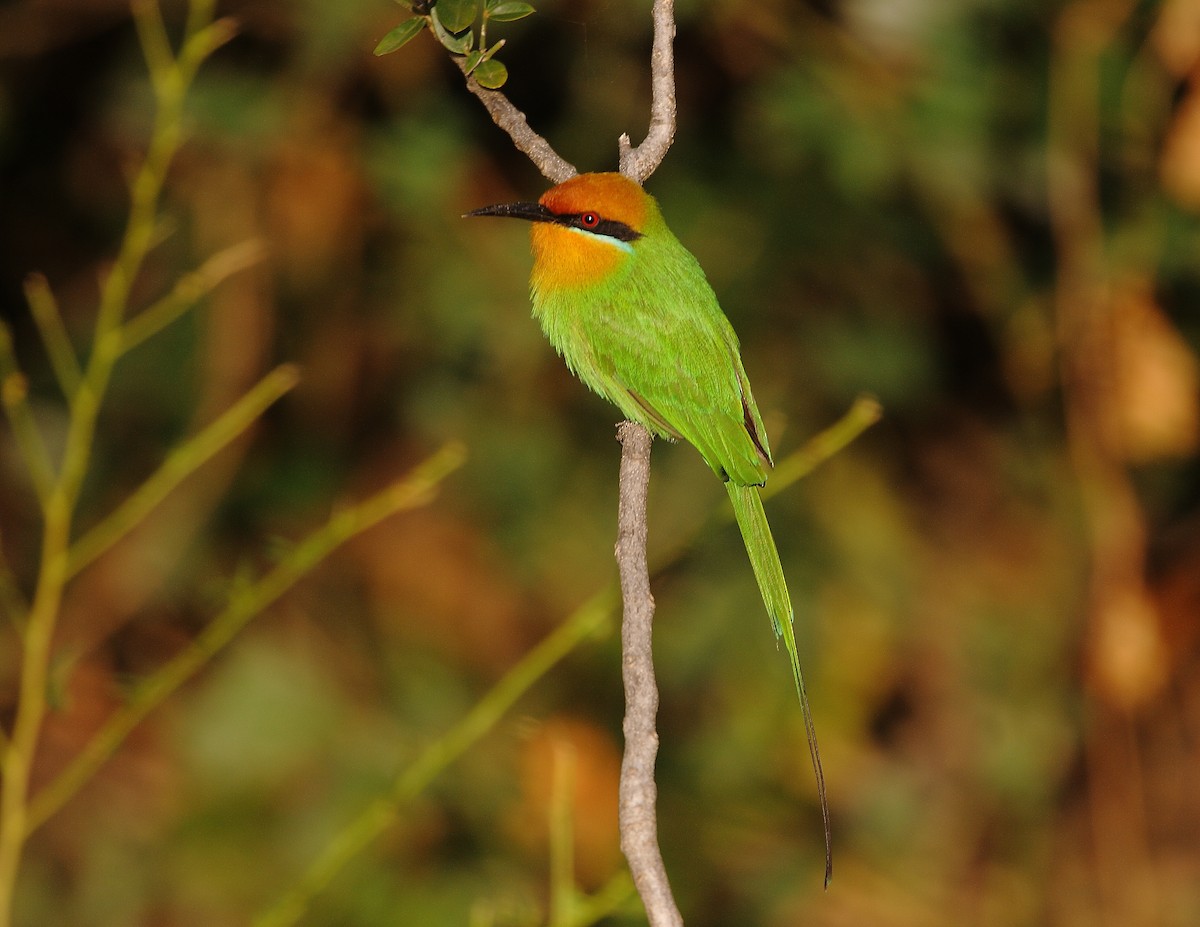 Böhm's Bee-eater - ML633784769