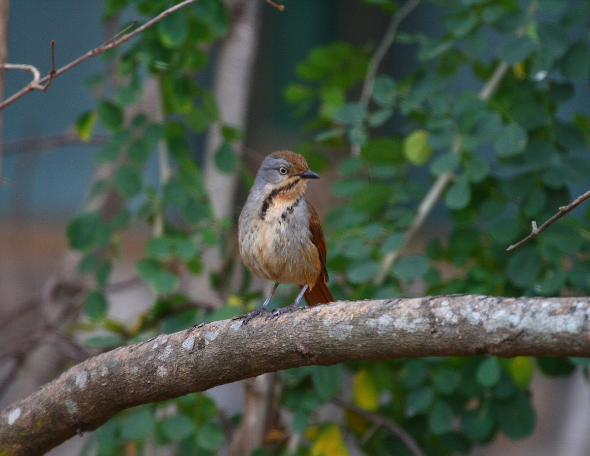 Collared Palm-Thrush - ML633784792