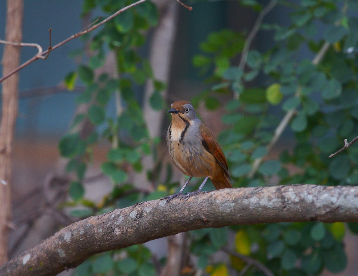 Collared Palm-Thrush - ML633784847