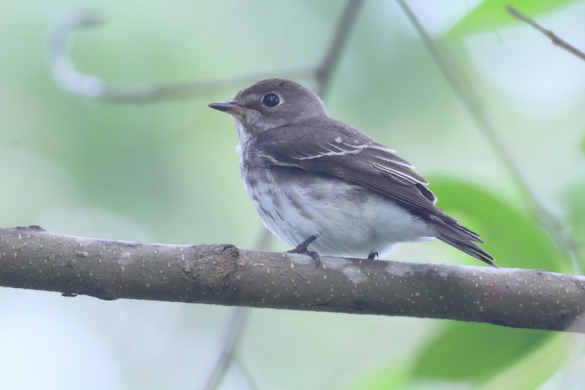 Gray-streaked Flycatcher - ML633784854
