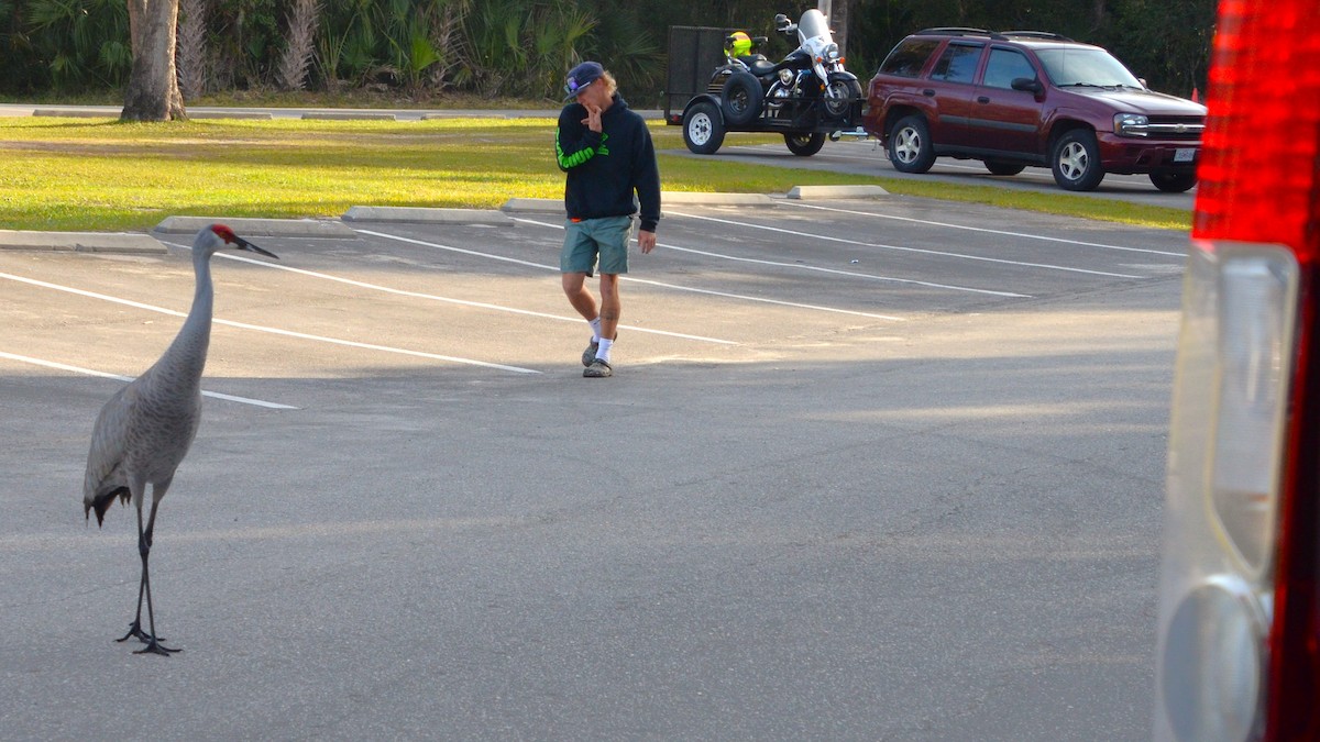 Sandhill Crane - ML633784876