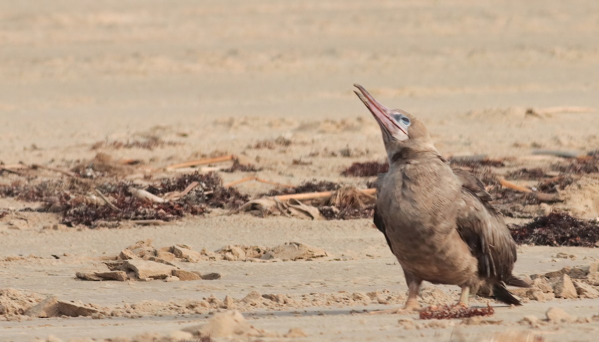 terej červenonohý - ML633784887