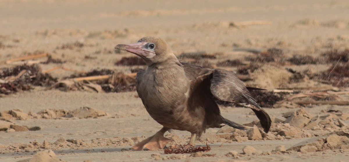 terej červenonohý - ML633784888