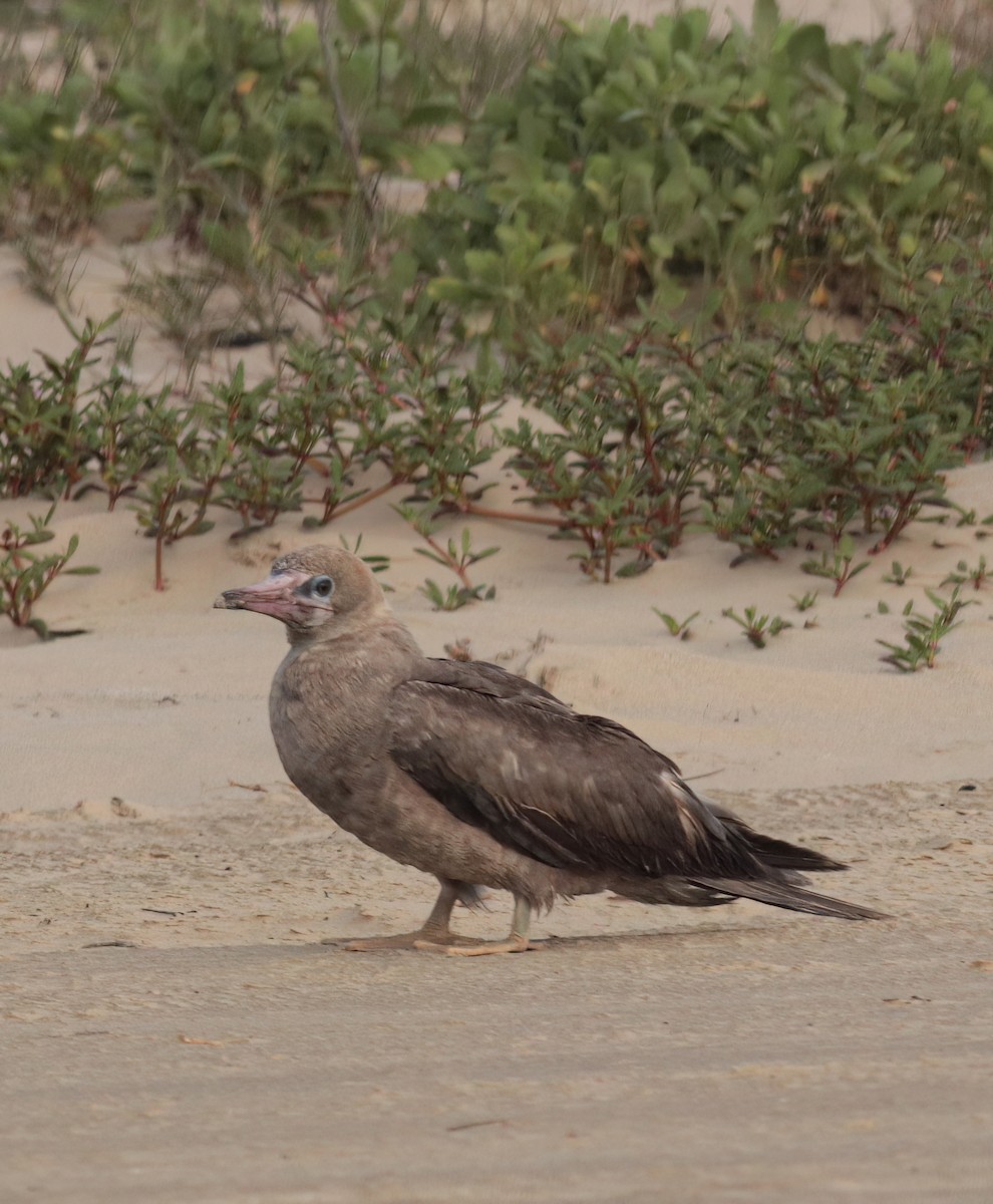 terej červenonohý - ML633784889