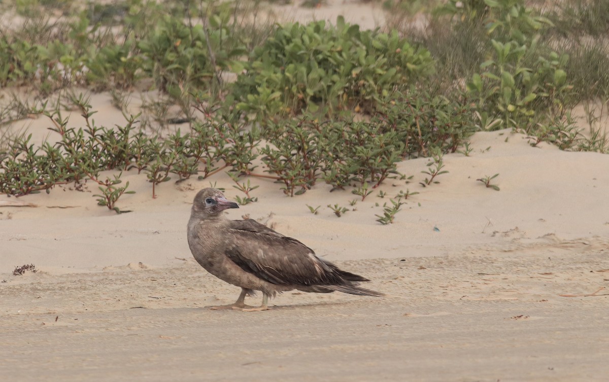 terej červenonohý - ML633784893