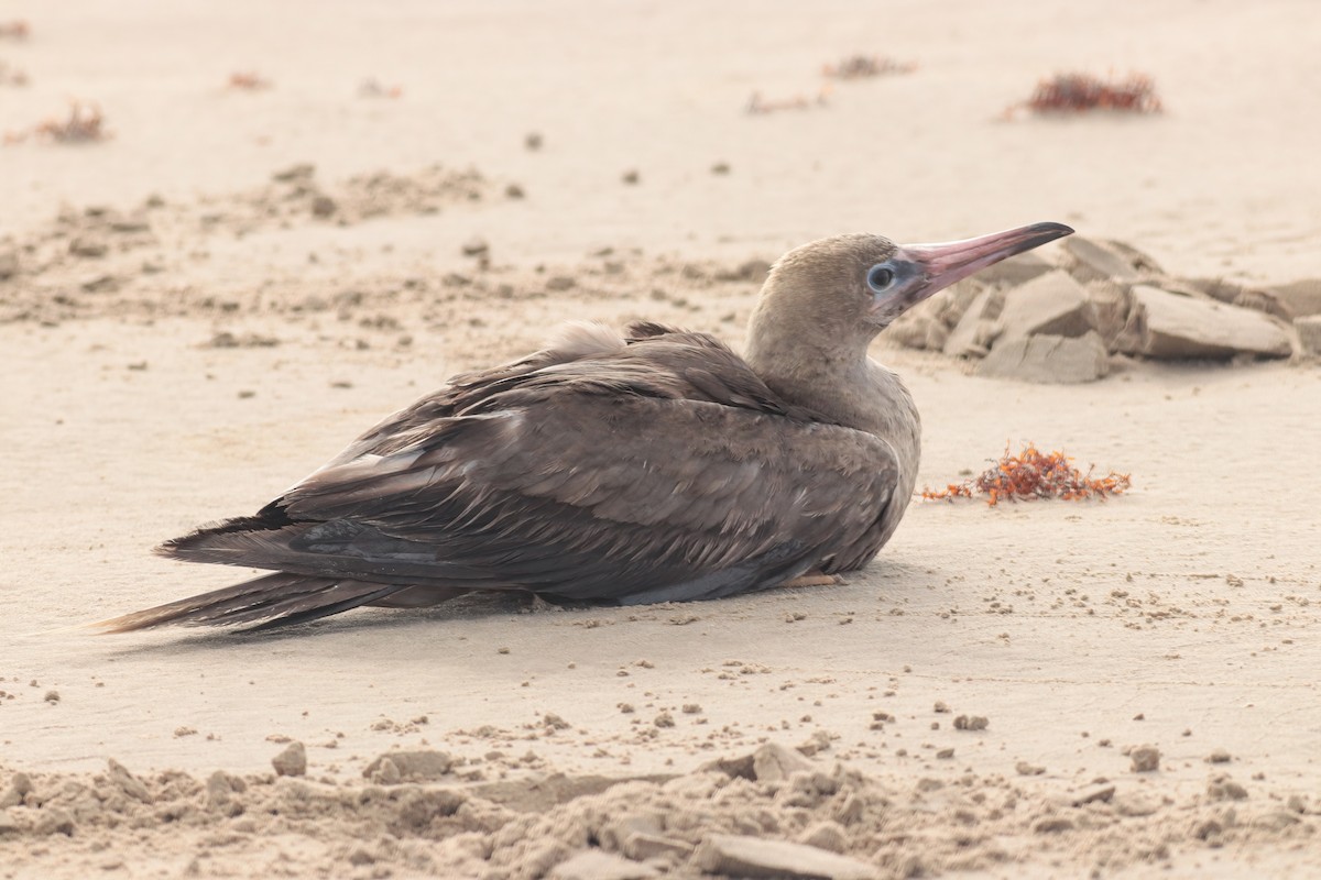 terej červenonohý - ML633784895