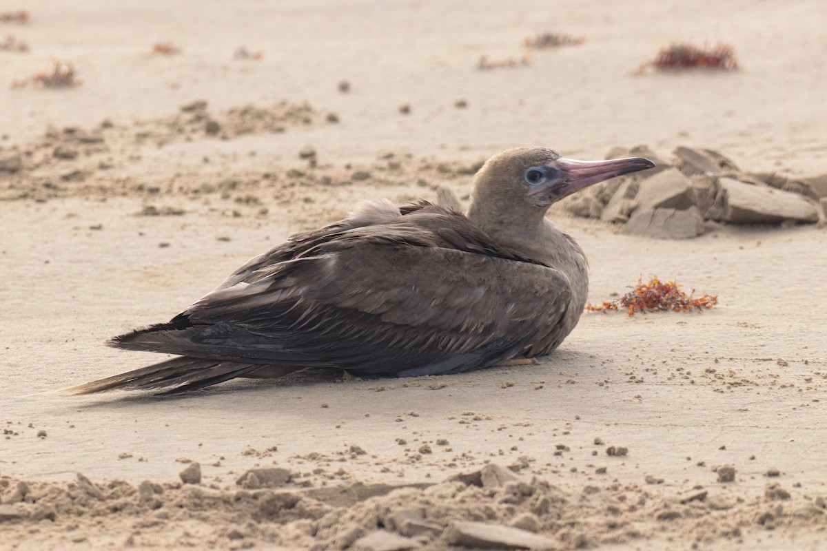 terej červenonohý - ML633784896