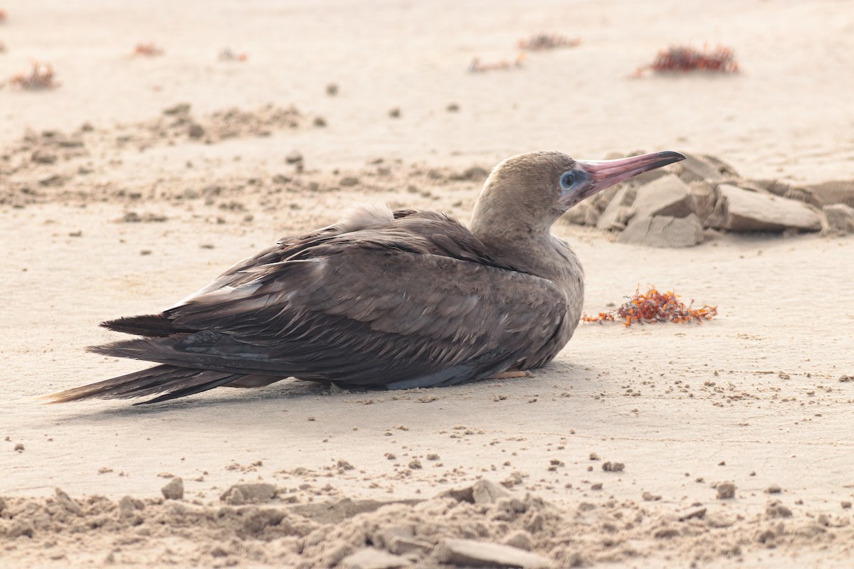 terej červenonohý - ML633784898