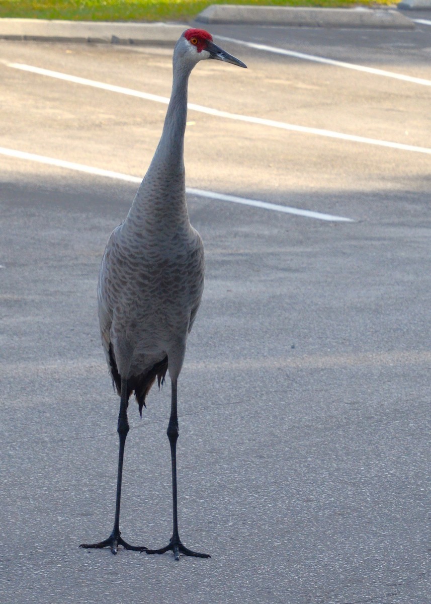 Sandhill Crane - ML633784899