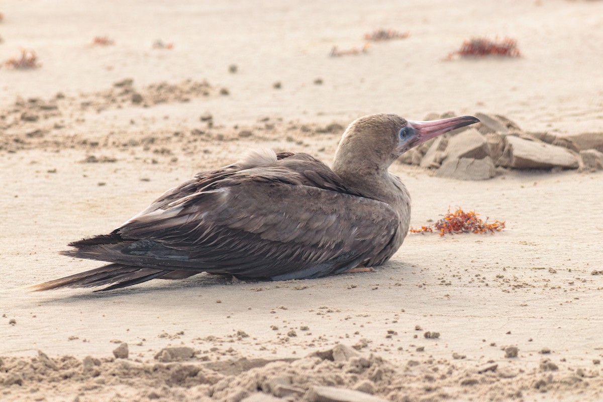 terej červenonohý - ML633784900