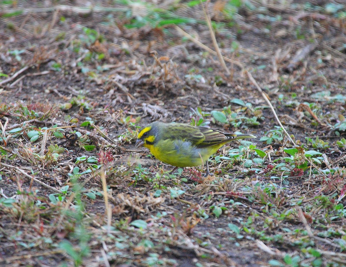 Yellow-fronted Canary - ML633784916